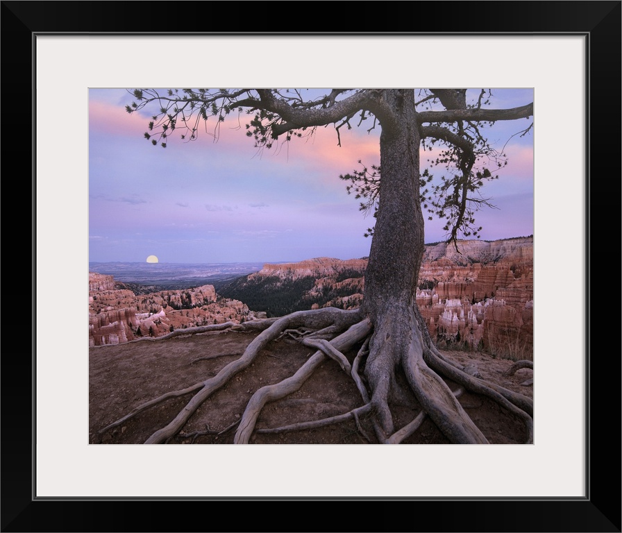 Conifer and moon, Bryce Canyon National Park, Utah