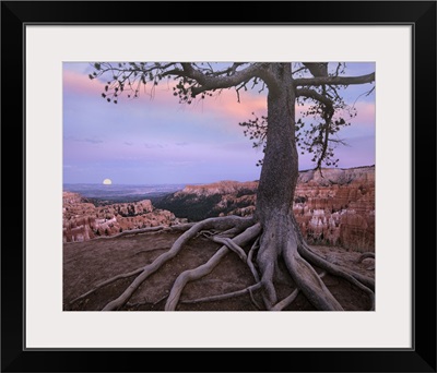 Conifer And Moon, Bryce Canyon National Park