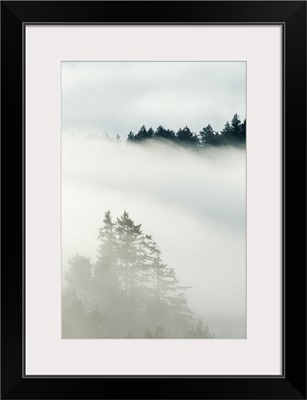 Coniferous forest in fog, Deception Pass State Park, Washington