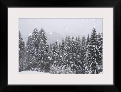 Coniferous forest in winter, Alps, Upper Bavaria, Germany