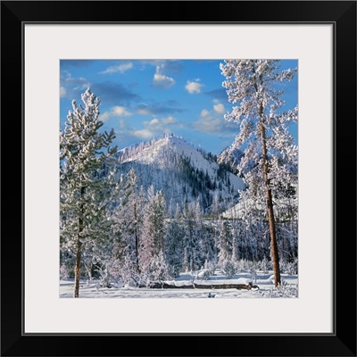 Conifers In Winter, Yellowstone National Park, Wyoming