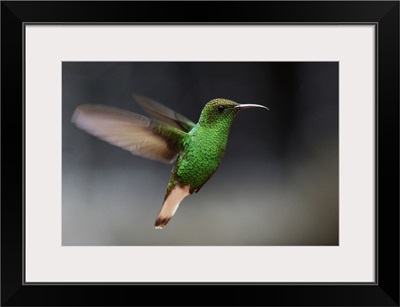 Coppery-headed Emerald hummingbird hovering, Costa Rica