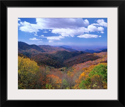 Deciduous forest, Thunderstruck Ridge Overlook, Blue Ridge Parkway, North Carolina