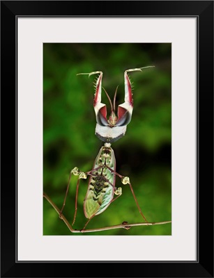 Devil's Praying Mantis in defensive posture, Tanzania