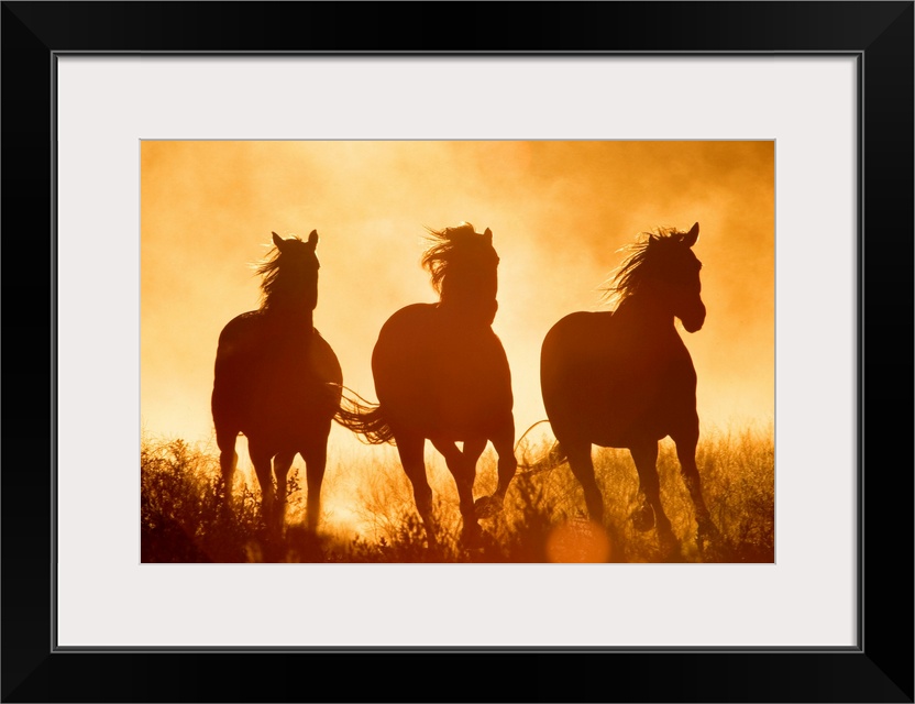 Large monochromatic photograph taken of three Equus Caballus horses galloping through a field filled with high grass at su...
