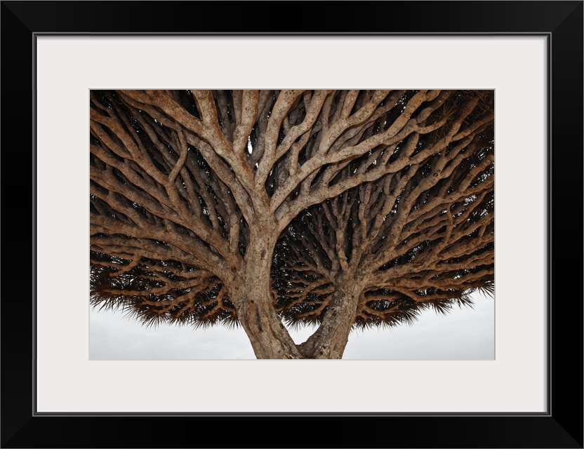 Dragon-blood Tree crown, Socotra, Yemen.