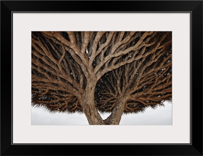 Dragon-blood Tree crown, Socotra, Yemen