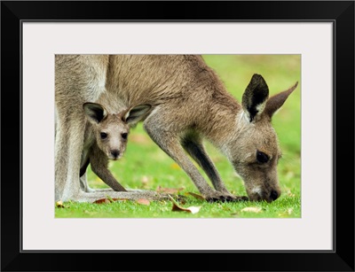 Eastern Grey Kangaroo mother grazing with joey peering from pouch, Jervis Bay, Australia