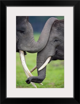 Elephas maximus / Asiatic Elephant
