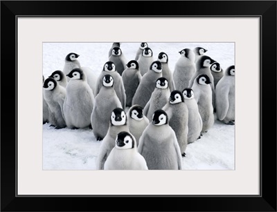 Emperor Penguin chicks, Snow Hill Island, Antarctica