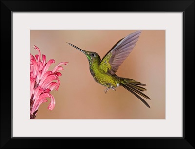 Empress Brilliant hummingbird feeding on flower nectar