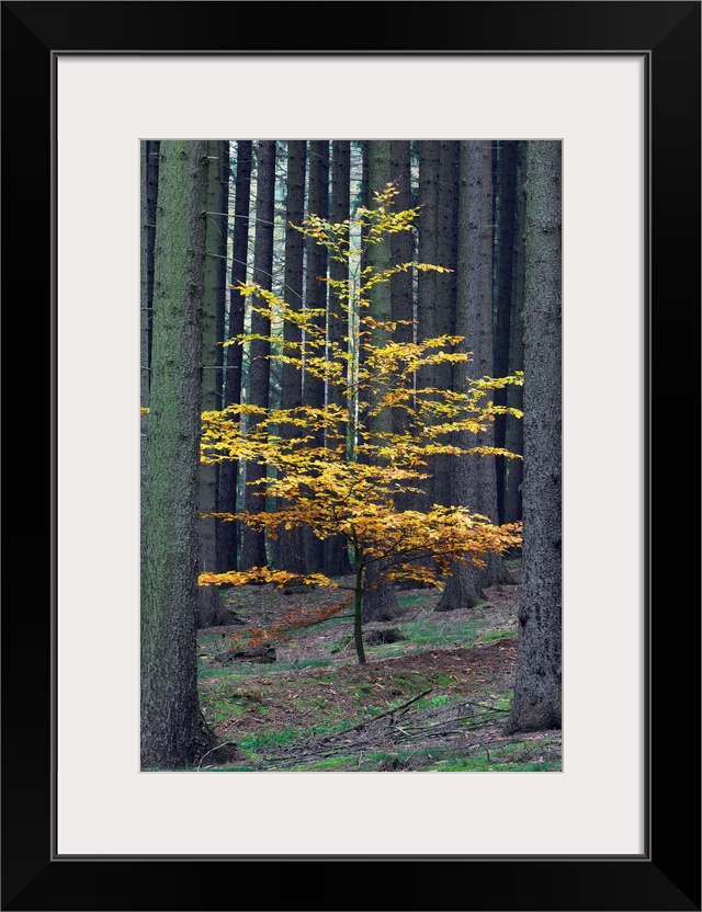 Beech Tree (Fagus slyvatica) in autumn colour, single young tree in monoculture of Norway Spruce, Germany