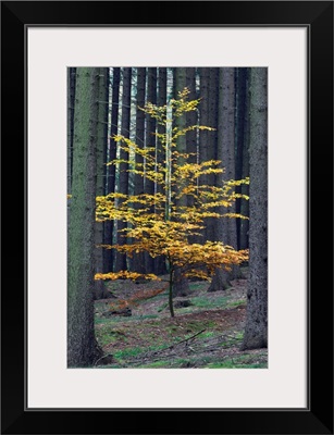 European Beech tree in Norway Spruce forest in autumn, Germany