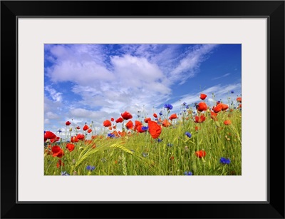 Field with flowering Red Poppies (Papaver rhoeas)