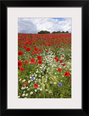 Field with flowering Red Poppies (Papaver rhoeas) and other wildflowers