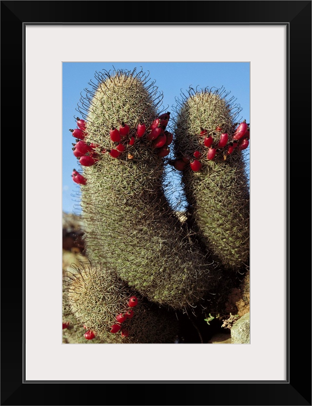 Fishhook Cactus (Mammillaria sp) blooming, Sea of Cortez, Baja California, Mexico