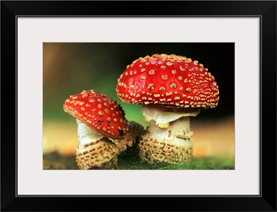 Fly Agaric (Amanita muscaria) pair, highly toxic, grows under pine trees, Europe