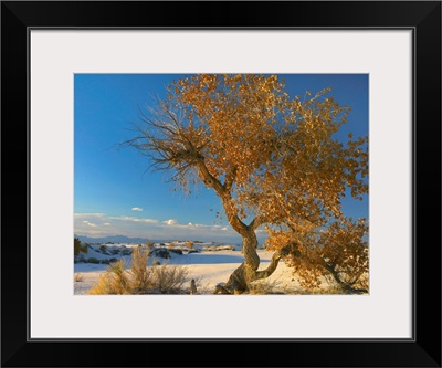 Fremont Cottonwood tree, White Sands National Monument, Chihuahuan Desert New Mexico