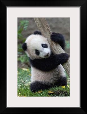 Giant Panda (Ailuropoda melanoleuca) cub, native to China