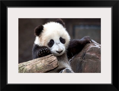 Giant Panda cub, native to China