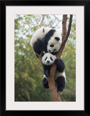 Giant Panda eight month old cubs playing in tree, Chengdu, Sichuan, China