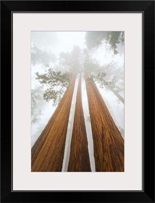 Giant Sequoias and Fog Sequoia National Park