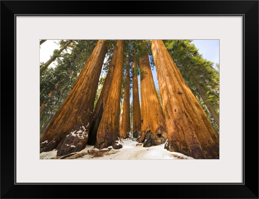 Giant Sequoias and Snow Sequoia National Park