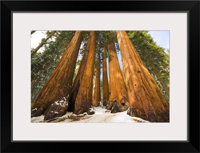 Giant Sequoias and Snow Sequoia National Park