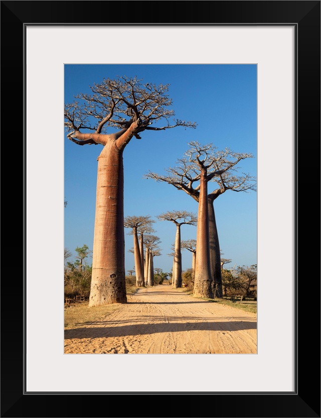 Baobab-Allee bei Morondava, Adansonia grandidieri, Madagaskar, Afrika / Baobab alley near Morondava, Adansonia grandidieri...