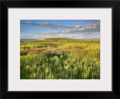 Grasslands, Arapaho National Wildlife Refuge, Colorado