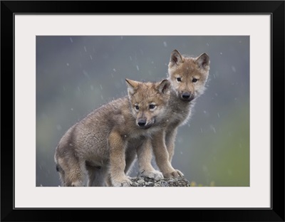 Gray Wolf (Canis lupus) pups in light snowfall, North America