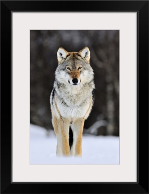 Gray Wolf (Canis lupus) standing in the snow, Norway