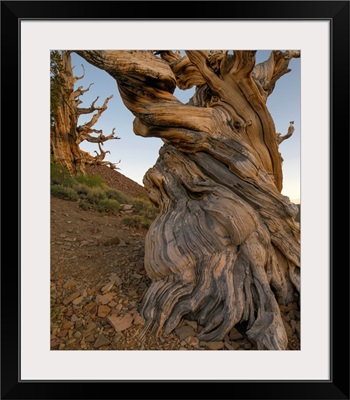 Great Basin Bristlecone Pines, Inyo National Forest, California