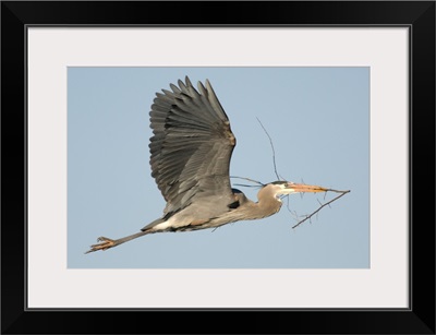Great Blue Heron (Ardea herodias) flying with nest material, Milford, Michigan