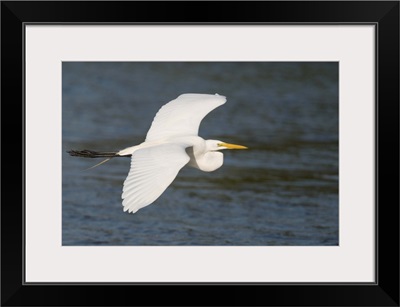 Great Egret (Ardea alba) flying, Fort Myers Beach, Florida