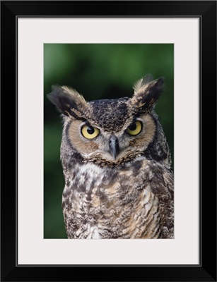 Great Horned Owl (Bubo virginianus) close-up portrait, North America