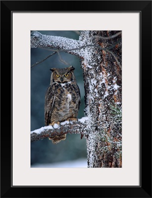 Great Horned Owl perched in tree dusted with snow, British Columbia, Canada
