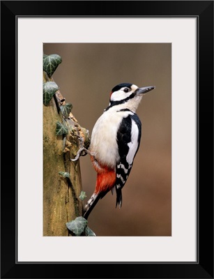 Great Spotted Woodpecker adult on tree trunk, Europe