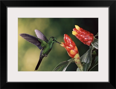 Green-crowned Brilliant hummingbird, with Spiral Flag  ginger flowers, Costa Rica