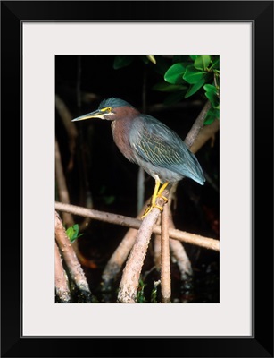 Green Heron perching on mangrove roots, Florida