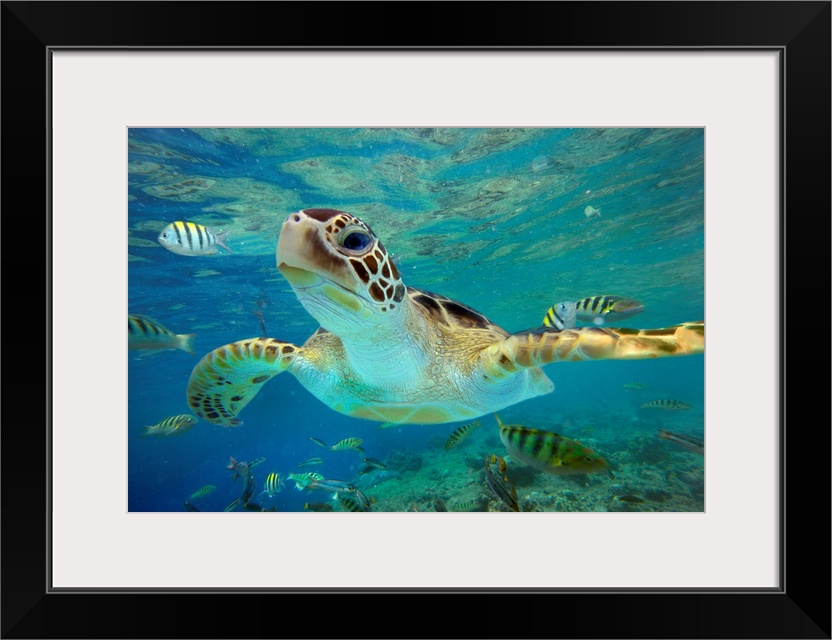 Huge photograph displays a close-up of a tortoise as it swims through a school of fish within a shallow portion of the Pac...