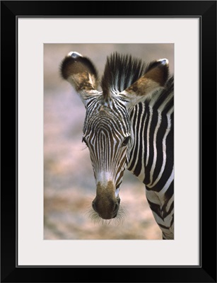 Grevy''s Zebra (Equus grevyi) foal, Kenya