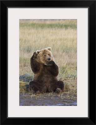 Grizzly Bear (Ursus arctos horribilis) scratching ear, Katmai National Park, Alaska