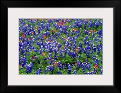 Hill Country wildflowers including Sand Bluebonnets and Paintbrush, Texas