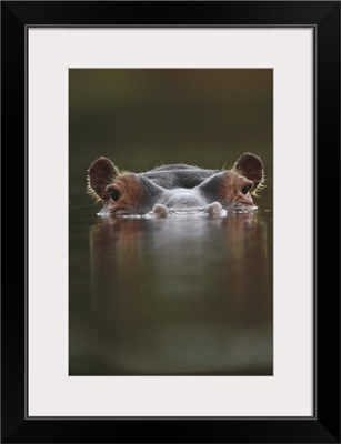 Hippopotamus (Hippopotamus amphibius) at water surface, Tanzania