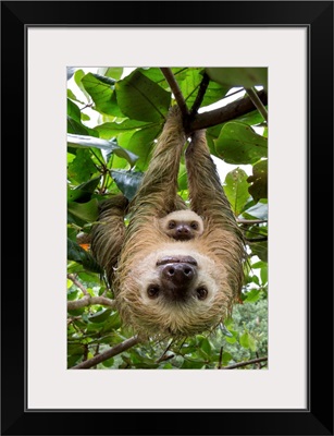 Hoffmann's Two-toed Sloth mother and two month old baby, Costa Rica