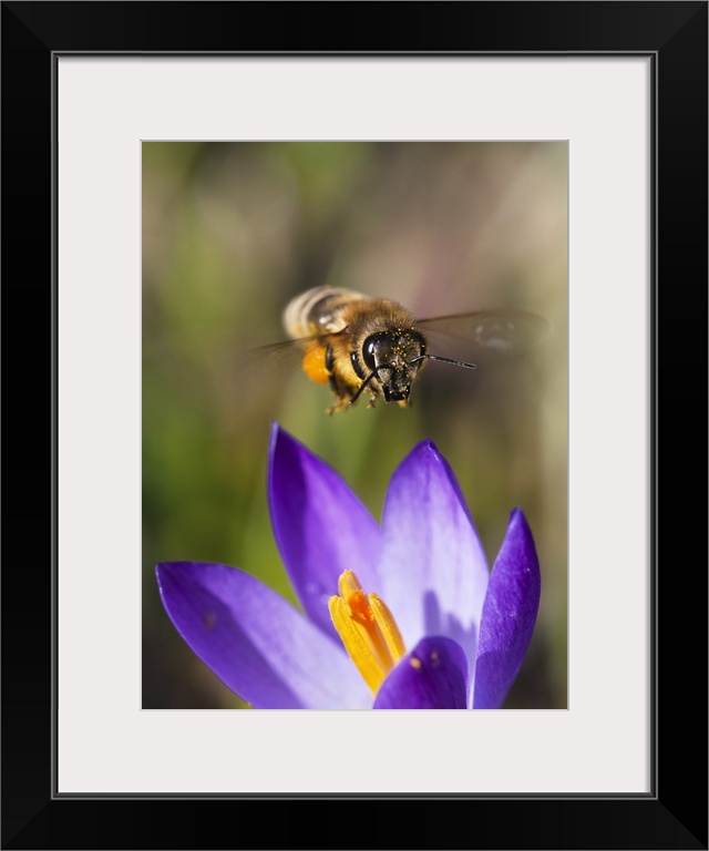 Honey Bee (Apis mellifera) approaching flower, Bavaria, Germany