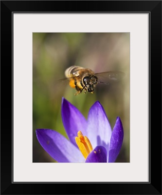 Honey Bee approaching flower, Bavaria, Germany