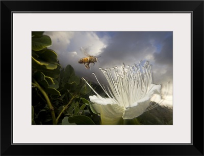 Honey Bee approaching rare Maiapilo (Capparis sandwichiana) flower, Kauai, Hawaii