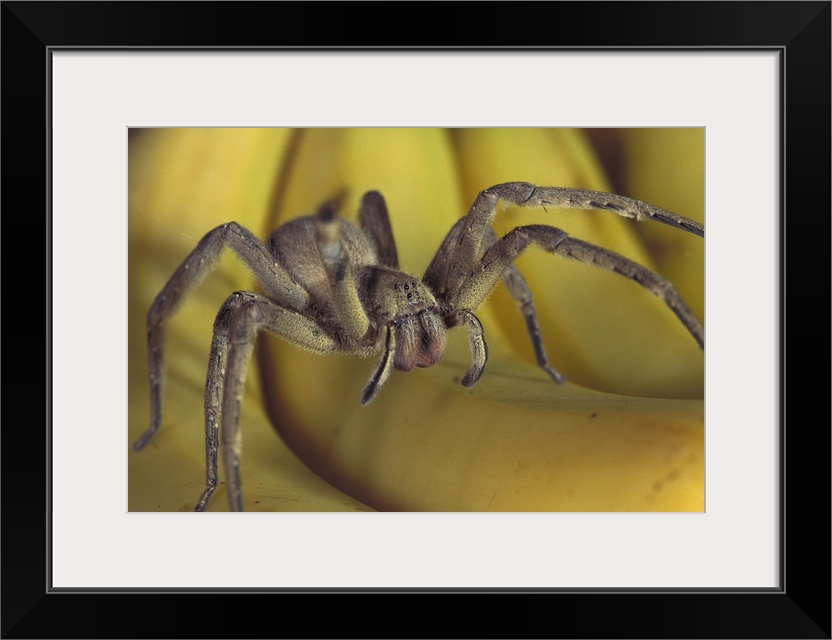 Hunting Spider or Banana Spider (Cupiennius salei) walking on Bananas, native to Central America